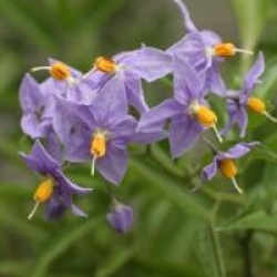 Solanum crispum 'Glasnevin'