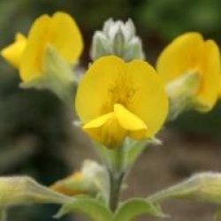 Piptanthus nepalensis