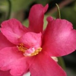 Camellia x vernalis 'Hiryu'