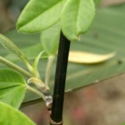 Piptanthus nepalensis