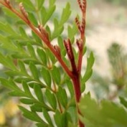 Lomatia ferruginea