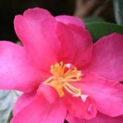 Camellia x vernalis 'Hiryu'