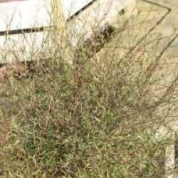 Plagianthus divaricatus - Plagianthus divaricatus
