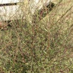 Plagianthus divaricatus