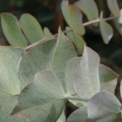 Eucalyptus pulverulenta