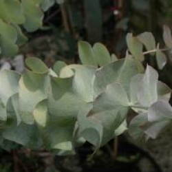 Eucalyptus pulverulenta