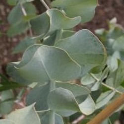 Eucalyptus pulverulenta