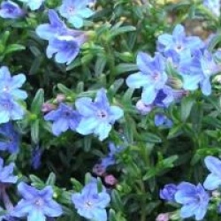 Lithodora diffusa 'Heavenly Blue'