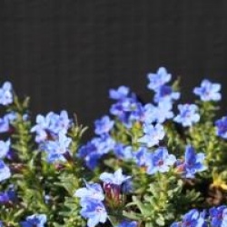 Lithodora diffusa 'Heavenly Blue'