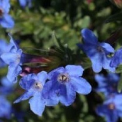 Lithodora diffusa 'Heavenly Blue'