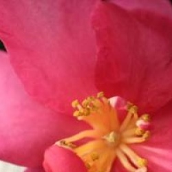 Camellia x vernalis 'Hiryu'