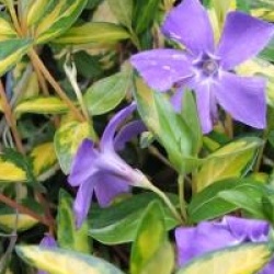 Vinca minor 'Illumination'