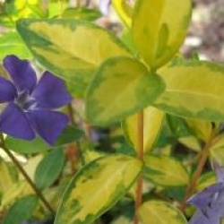 Vinca minor 'Illumination'