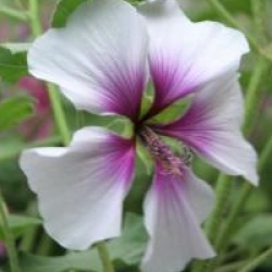 Lavatera maritima  - Lavat�re bicolor