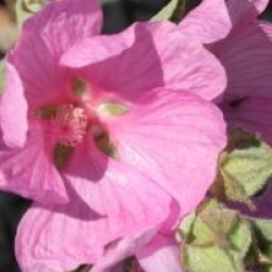 Lavatera x clementii 'Rosea'