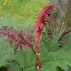 Rheum palmatum var. tanguticum