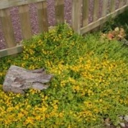 Lysimachia nummularia