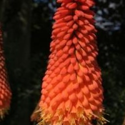 Kniphofia uvaria 