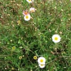 Erigeron karvinskianus  - Vergerette de Karvinski