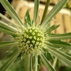 Eryngium planum