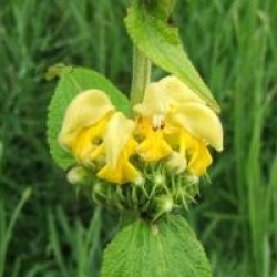 Phlomis russeliana  - Phlomis russeliana 