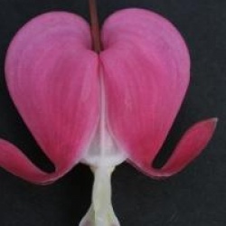 Dicentra spectabilis