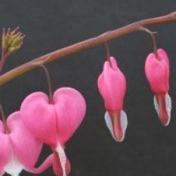 Dicentra spectabilis
