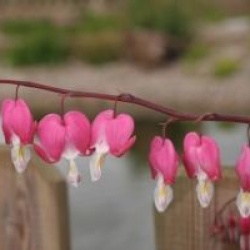 Dicentra spectabilis