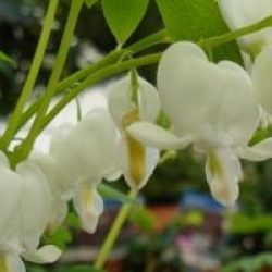 Dicentra spectabilis 'Alba'
