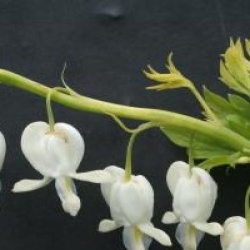 C�ur de Marie blanc