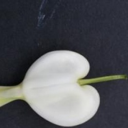 Dicentra spectabilis 'Alba'