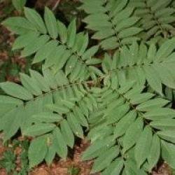 Pterocarya rhoifolia