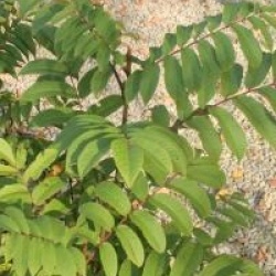 Pterocarya rhoifolia