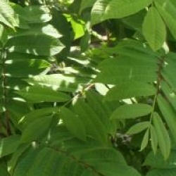Pterocarya rhoifolia