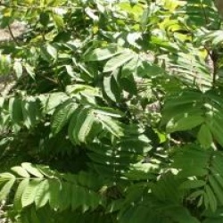 Pterocarya rhoifolia