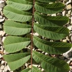 Pterocarya rhoifolia