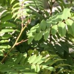 Pterocarya rhoifolia
