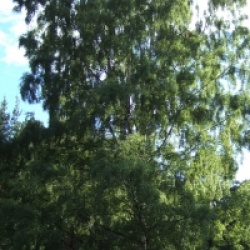 Betula pendula 'Dalecarlica'