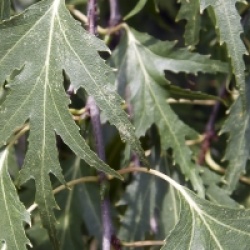 Betula pendula 'Dalecarlica'