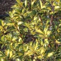 Ilex aquifolium 'Ferox Argentea'