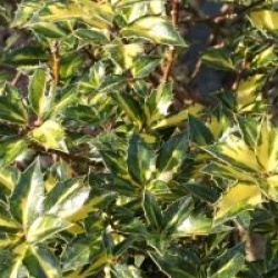 Ilex aquifolium 'Ferox Argentea'
