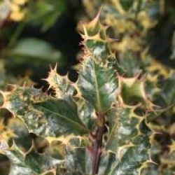 Ilex aquifolium 'Ferox Argentea' - Houx h�rissson argent�