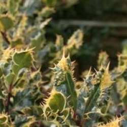 Ilex aquifolium 'Ferox Argentea'