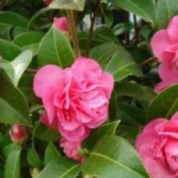 Camellia x williamsii 'Debbie'