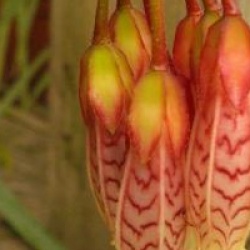 Agapetes 'Ludgvan Cross'