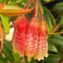 Agapetes 'Ludgvan Cross'