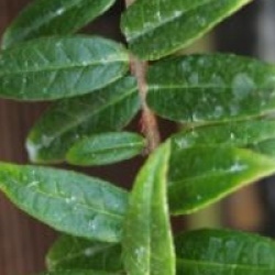 Agapetes 'Ludgvan Cross'