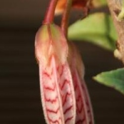 Agapetes 'Ludgvan Cross'