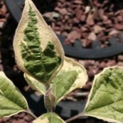 Cl�rodendron trichotomum panach�