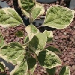 Clerodendrum trichotomum 'Carnival'